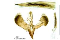 Caloptilia robustella