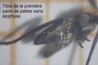 Nemophora prodigellus