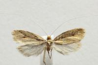 Nematopogon swammerdamella
