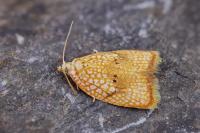 Acleris forsskaleana