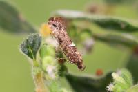 Acrolepiopsis assectella