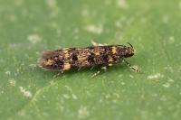 Bryotropha vondermuehlli