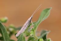 Coleophora chamaedriella