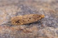 Bryotropha senectella