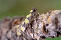 Decantha borkhausenii