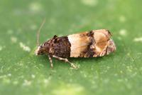 Lobesia bicinctana