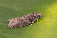 Eana clercana