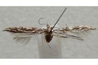 Pyroderces argyrogrammos