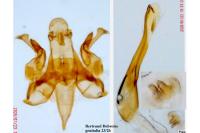 Caryocolum blandellum