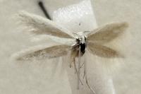 Elachista argentella