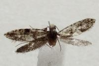 Nemapogon ruricolellus