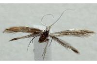 Coleophora therinella