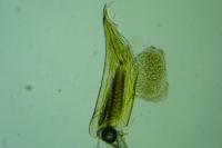 Agonopterix adspersella