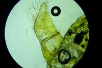 Agonopterix adspersella