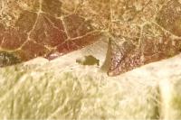 Parornix anglicella