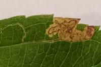 Stigmella desperatella