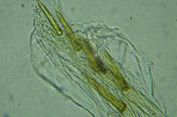 Cydia ilipulana