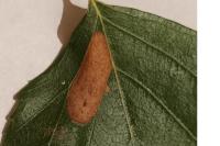 Phyllonorycter ulmifoliella