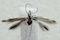 Coleophora argentula