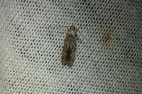 Carpatolechia decorella