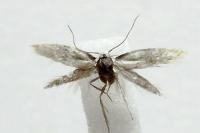 Elachista lugdunensis
