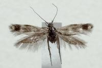 Scythris scopolella