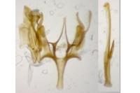Sattleria melaleucella