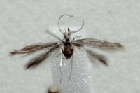 Coleophora argentula