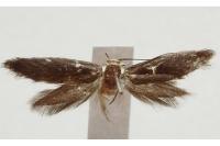 Elachista pigerella