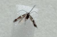 Elachista stabilella