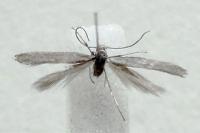 Tinagma ocnerostomella