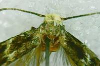 Elachista stabilella