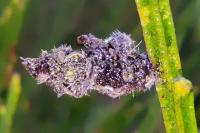 Coleophora saturatella