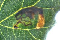 Ectoedemia heringella