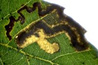 Stigmella suberivora