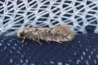 Infurcitinea albicomella