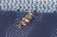 Apatema proteroclina