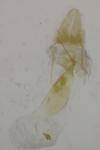 Apatema proteroclina