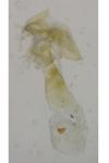 Apatema proteroclina