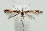 Phyllonorycter leucographella
