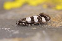 Denisia pyrenaica