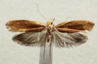 Ypsolopha parenthesella