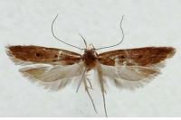 Helcystogramma lutatella