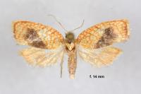 Acleris forsskaleana