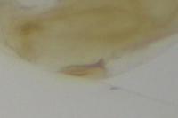 Monochroa hornigi