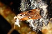 Acleris cristana