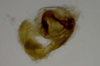 Dichrorampha velata