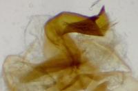 Dichrorampha velata