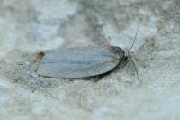 Aphelia viburnana