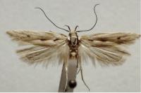 Stomopteryx detersella